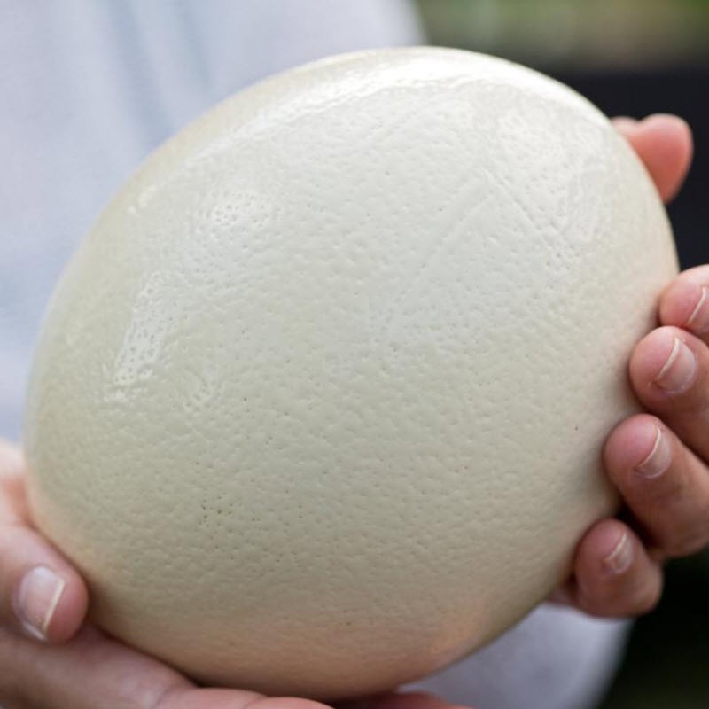 Huevo de avestruz para consumo