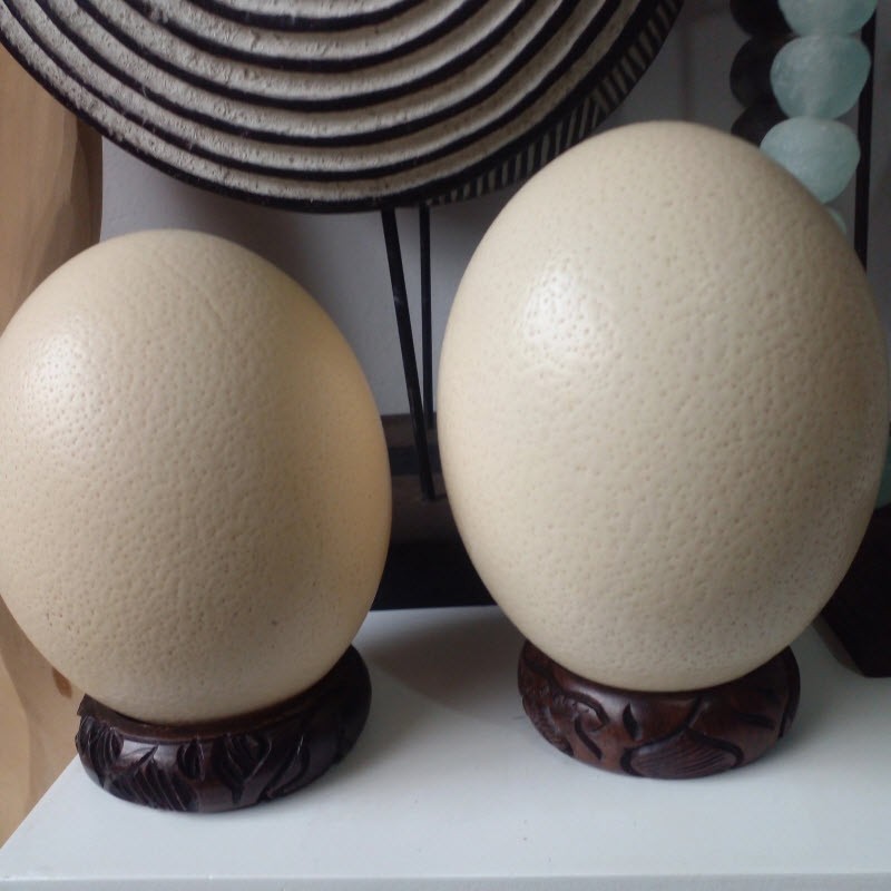 Cascarón de huevo de avestruz (Pequeño)