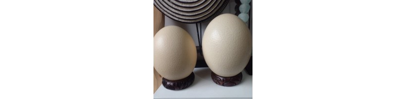 Cascarón de huevo de avestruz (Grande)