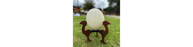 Base para cascarones